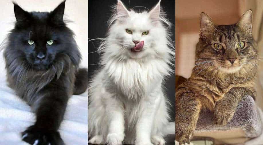 20 Maine Coon cats eat body of deceased owner for two weeks in Russia