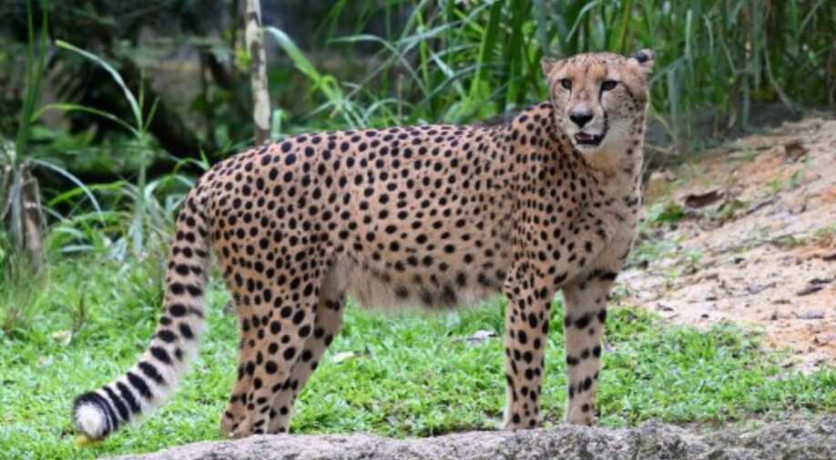 Introduction of Cheetahs in India: What do experts say? - India News News