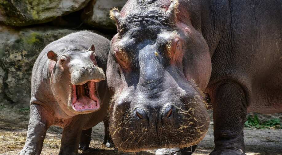 Hippos might join list of world's most endangered animals: Report - Vimarsana News