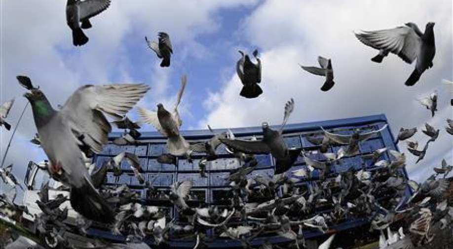 Belgian pigeon fanciers are in uproar as thousands of racing pigeons vanish in French storm - Vimarsana News