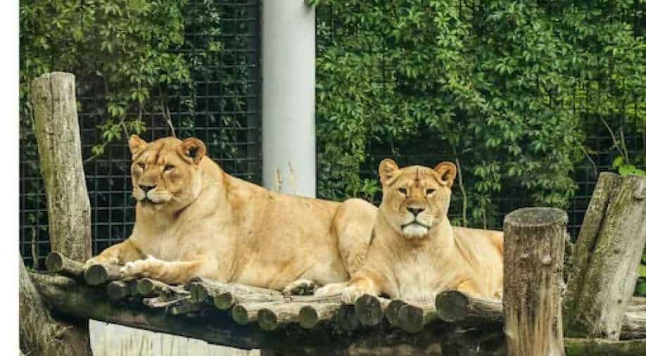 Pakistan Lahore zoo auctions off 12 lions to private collectors South Asia News