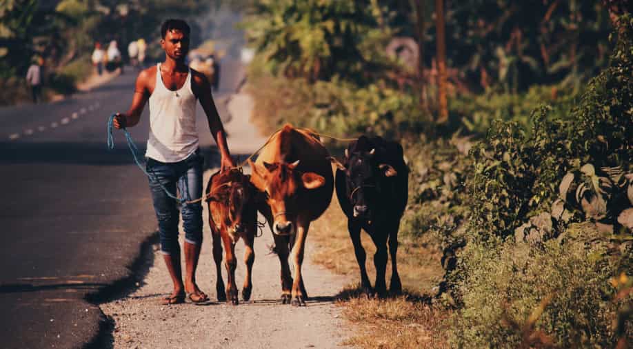 Explained: What is Lumpy Skin Disease? A viral infection that killed thousands of cows and buffaloes in India - Vimarsana News