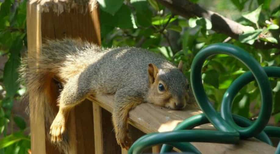 Squirrels 'sploot' to beat the heat in New York World News