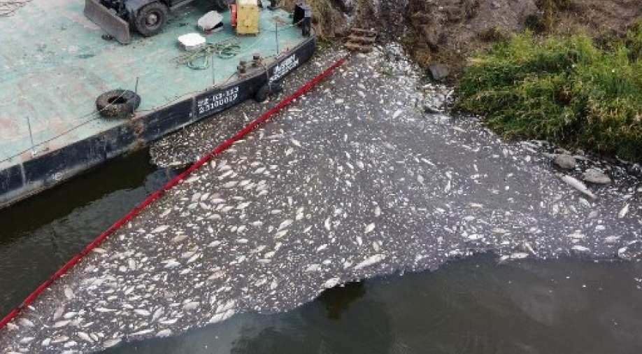 An environmental tragedy: Poland retrieves 100 tonnes of dead fish from Oder river - Vimarsana News