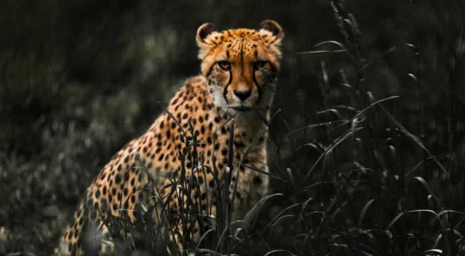 Around 150 families being shifted from their homes to welcome 8 Cheetahs from Namibia on 17 Sep - Vimarsana News