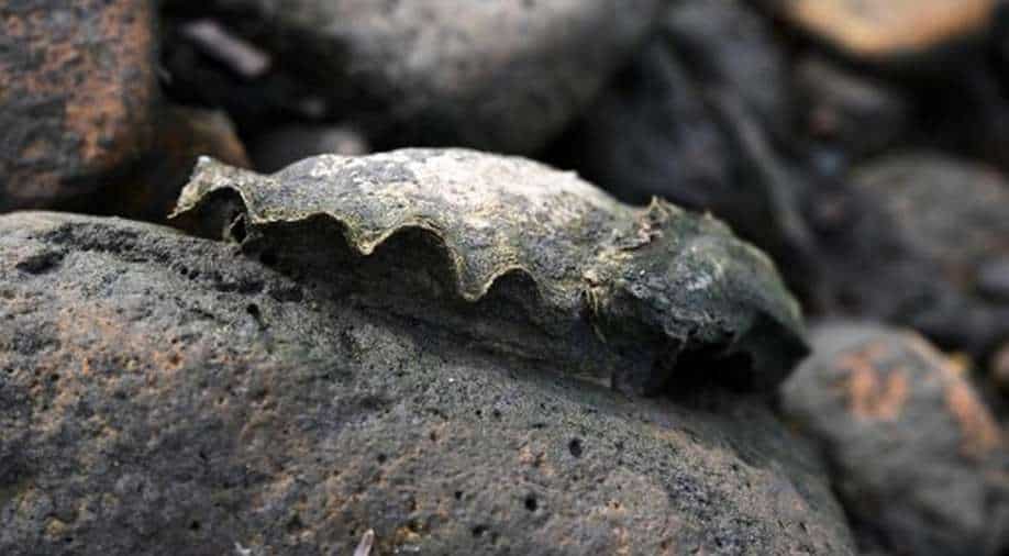 In an attempt to save California's coasts, scientists go in for the humble oyster - Vimarsana News