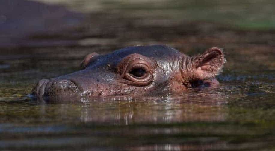 Ten African countries accuse European Union of endangering global hippo population - Vimarsana News