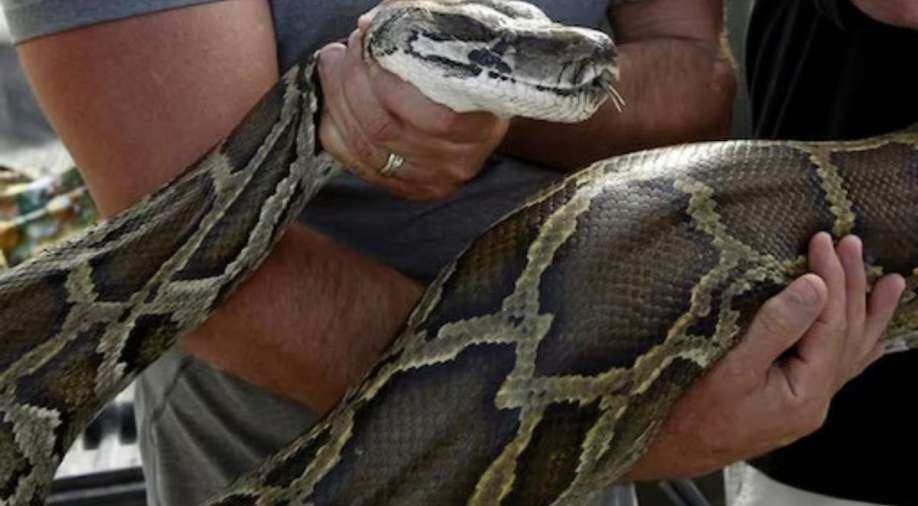 Australia: Five-year-old boy bitten, dragged by python into swimming ...