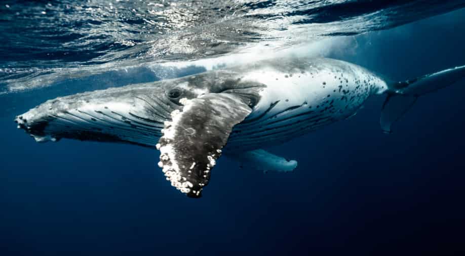 Moon the humpback whale travels 5000kms with a broken back