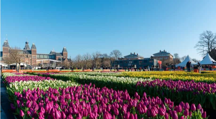 Amsterdam celebrates tulip day with 'free flower picking garden