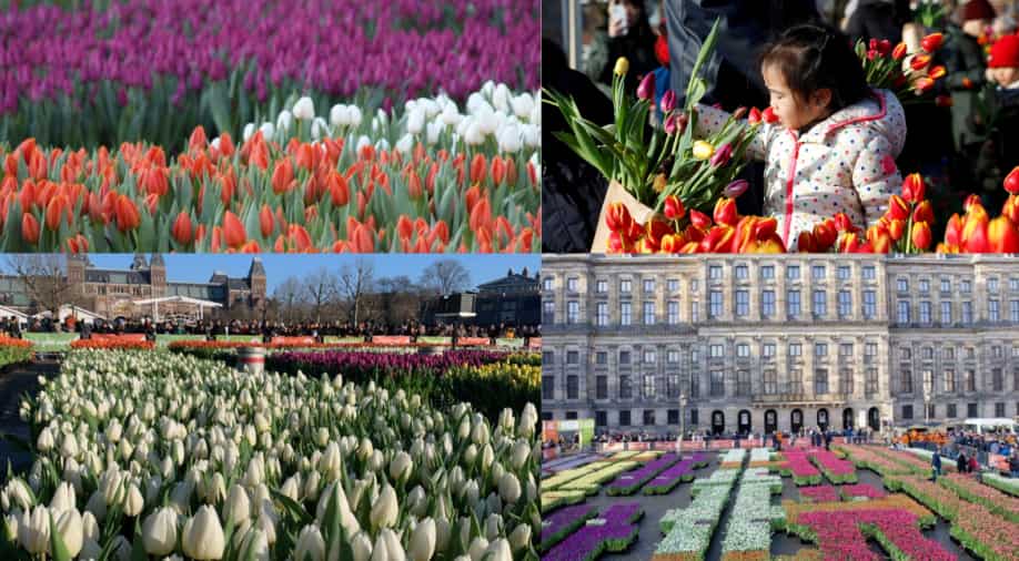 Amsterdam celebrates tulip day with 'free flower picking garden
