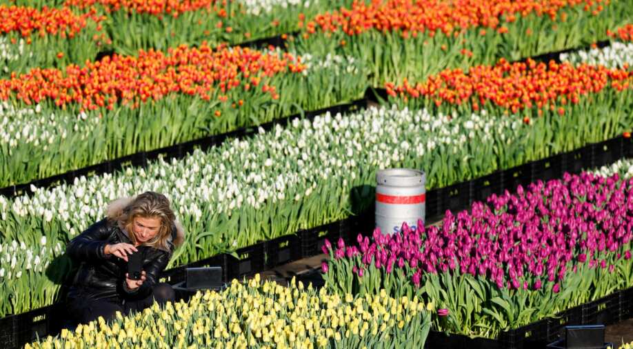 Amsterdam celebrates tulip day with 'free flower picking garden