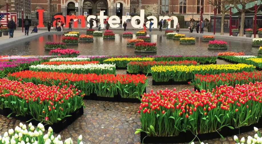 Amsterdam celebrates tulip day with 'free flower picking garden