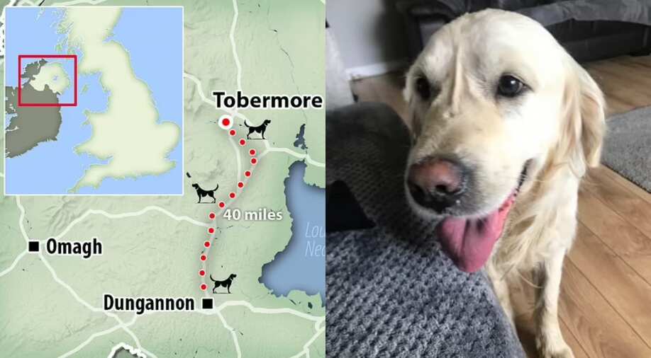 Dog escapes new owner, walks 64 km on foot back to his previous home