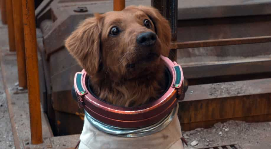 Cosmo the Spacedog explained! Guardians of the Galaxy's adorable new ...