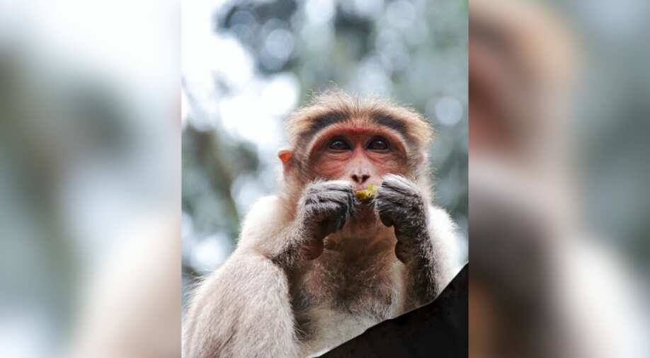 What makes us human? Primate genome study offers some clues Science News