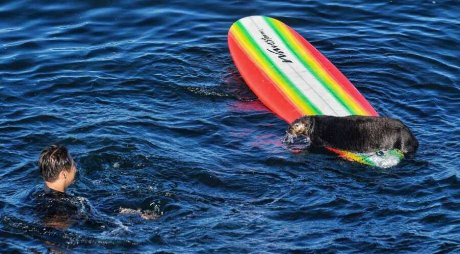 VIDEO: Sea otter stuns Californian surfers by attacking them and