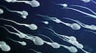 Sperm caught breaking Newton's third law of motion, know how