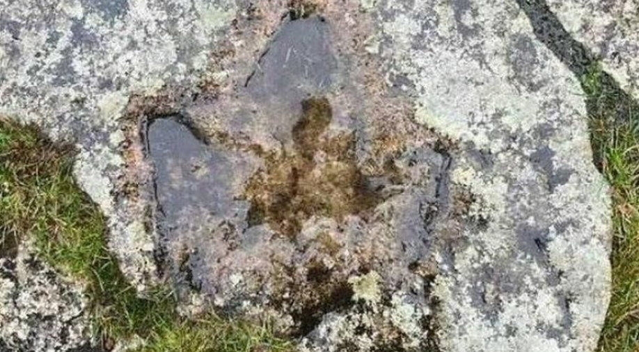 Forest officer stumbles upon 140-million-year-old dinosaur footprint while jogging