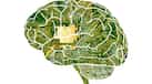 Scientists say killing 'zombie' cells can reverse brain ageing caused by Covid