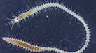 Japanese sea worms detach rear end to swim in search of romance, reveals study
