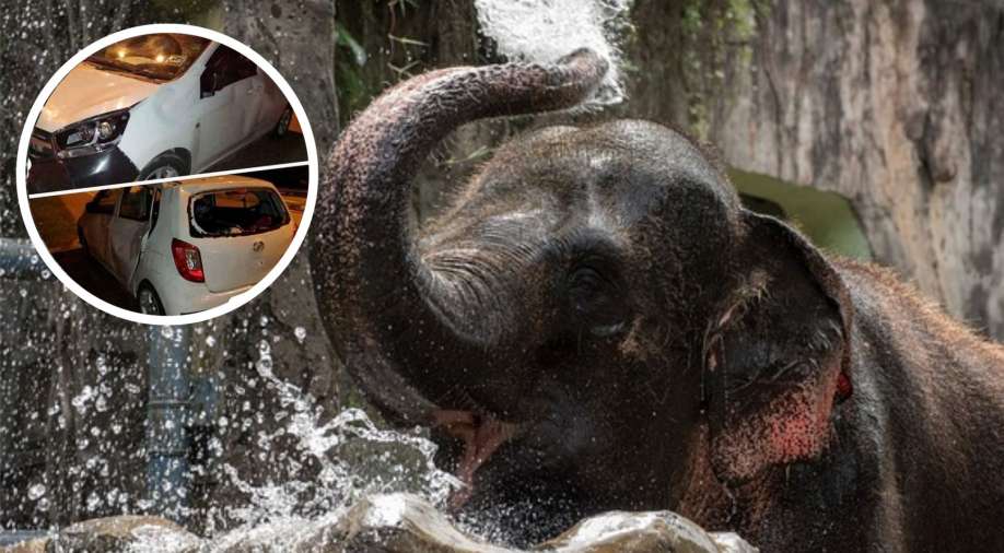 Wild elephant herd tramples car on Malaysian highway after collision with calf