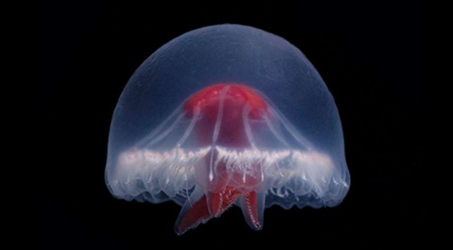 'Mysterious' jellyfish with 240 tentacles discovered as new species off Japan's coast