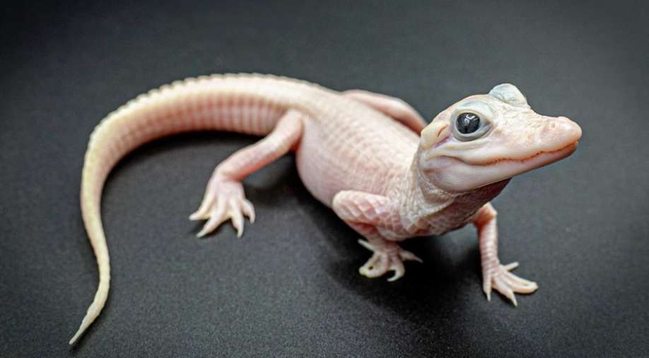 Watch: Extremely rare white alligator with blue eyes born in Florida reptile park