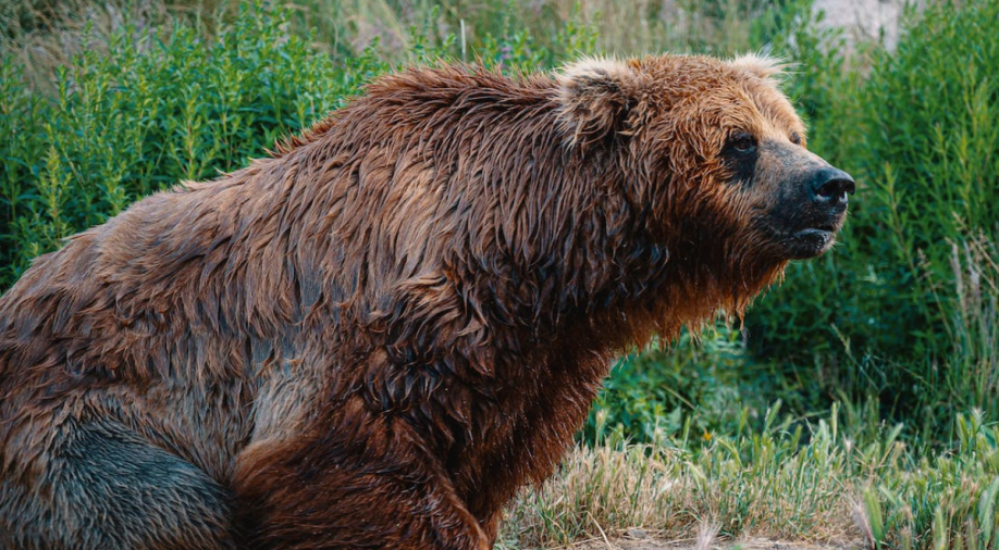 Sleeping like a bear might help humans live a healthier life, study suggests