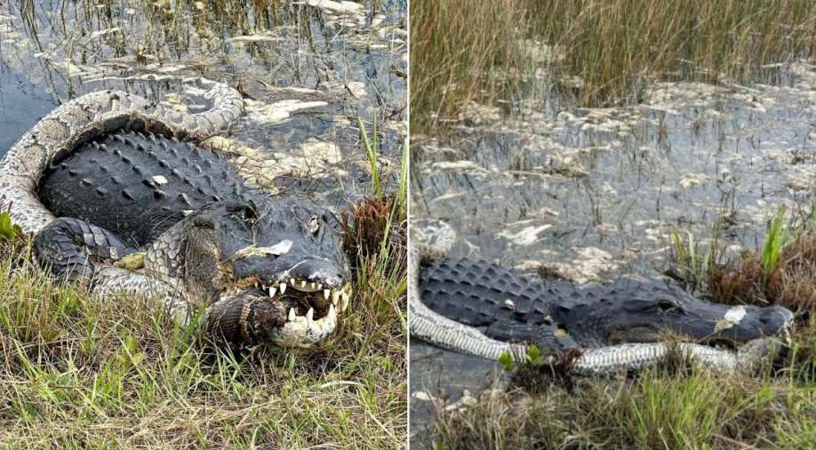 Predator vs Prey: Alligator chomps down invasive python in Florida. Watch epic showdown here