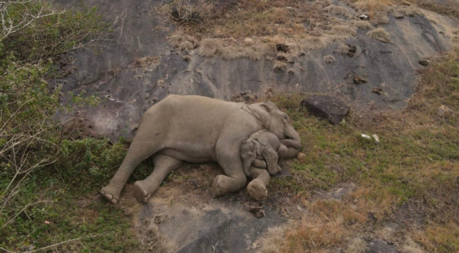 Picture worth a million words! Baby elephant reunited with mother in Tamil Nadu's tiger reserve