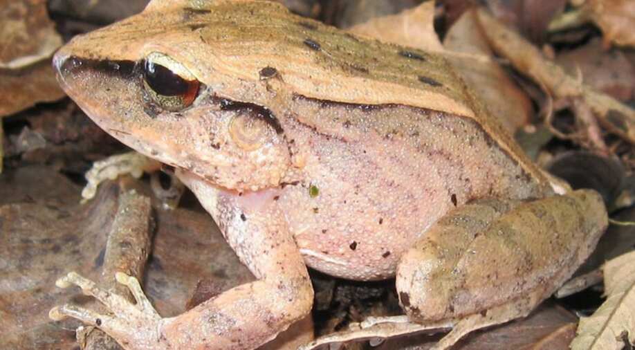 Screaming a defence mechanism? These frogs cry because they cannot