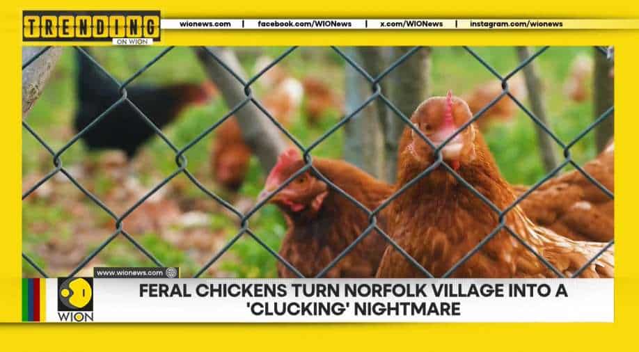 Feral chickens turn Norfolk village into a 'clucking' nightmare