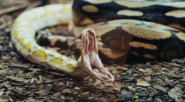 Snake alert! Huge python swallows woman, partner finds her legs in ...