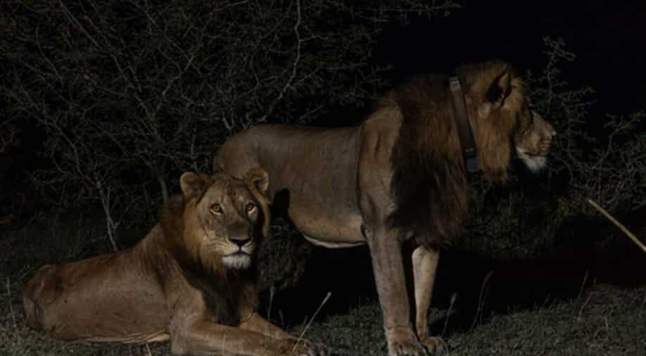 Video: Lion brothers filmed swimming crocodile-infested water due to human activity